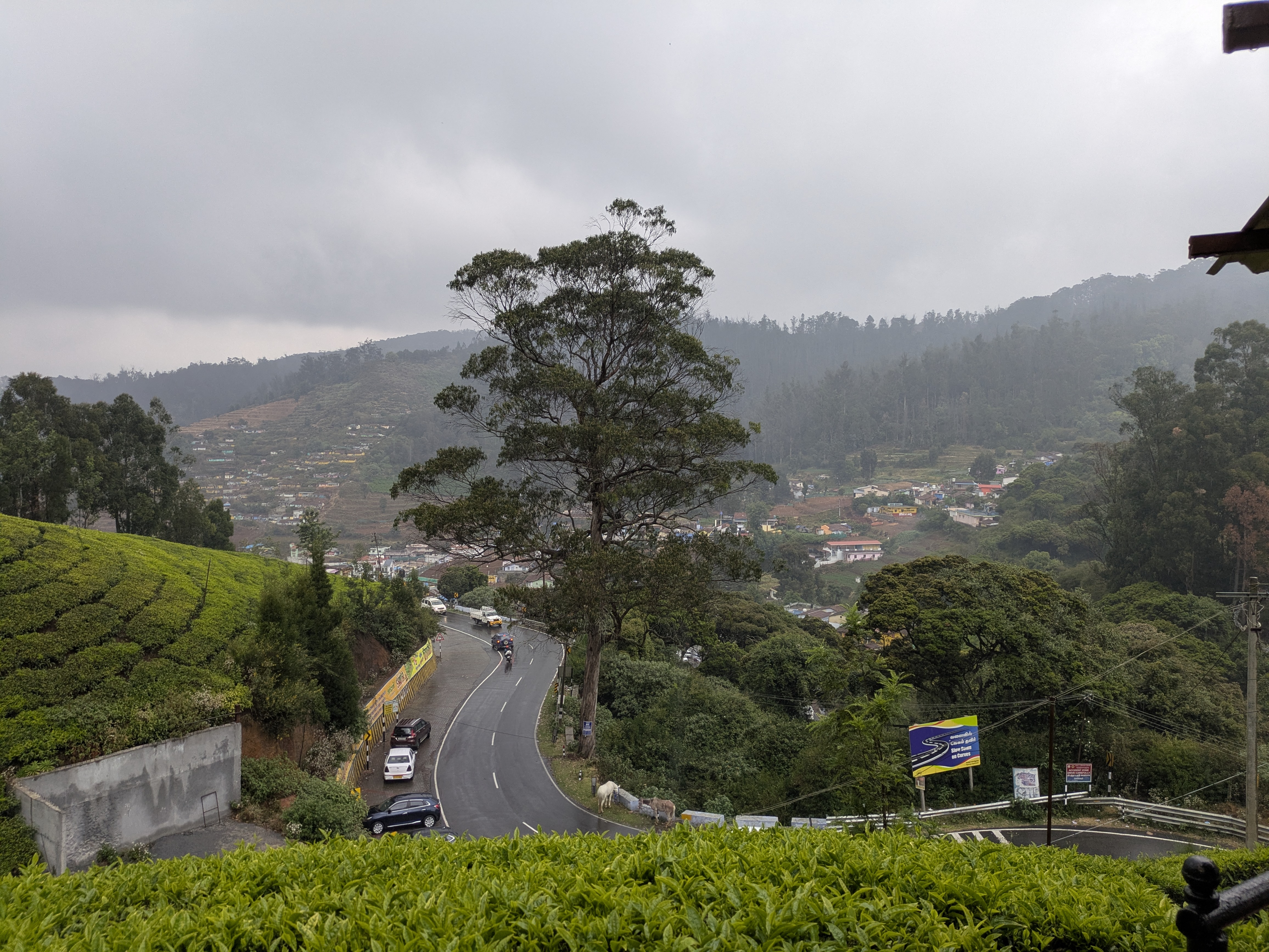Beautiful tea plantation landscape